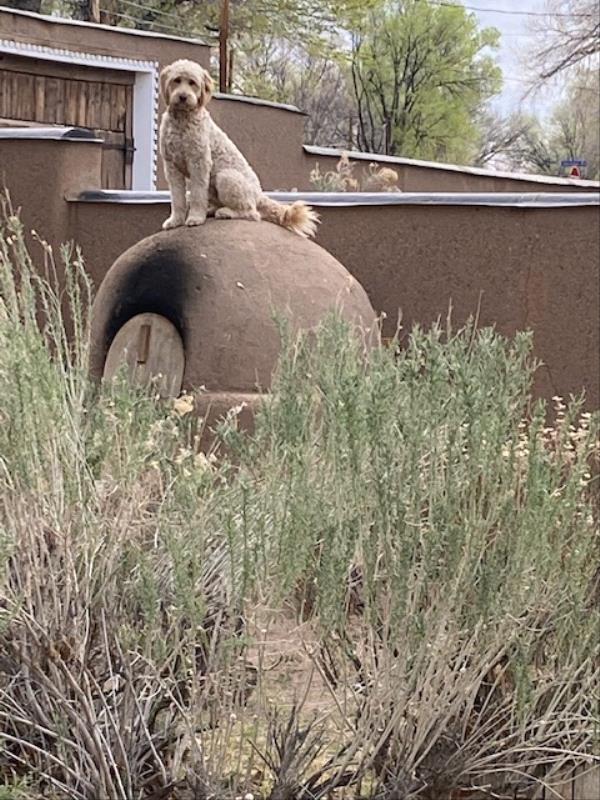 /images/uploads/the santa fe new mexican/santafepetcontest2022/entries/18961thumb.jpg